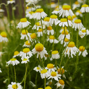 German Chamomile Chamomile Seeds