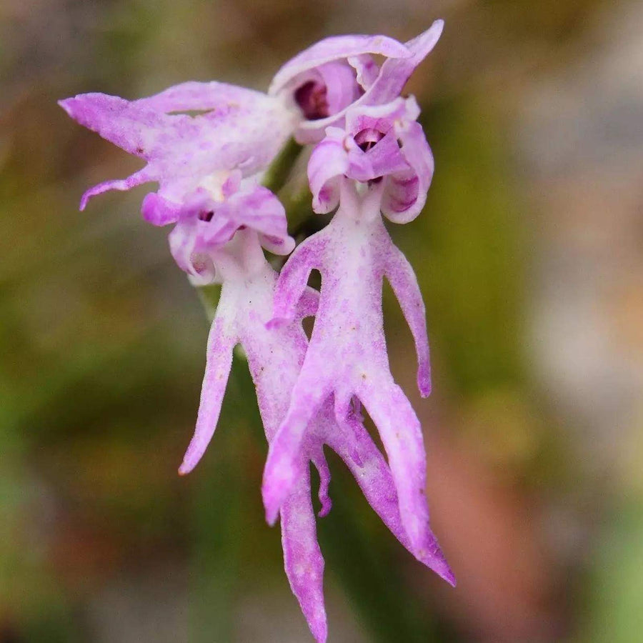 Naked Man Orchid Orchis Italica Seeds