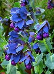 Blue Shrimp Cerinthe Seeds