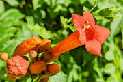 Climbing Scarlet Trumpet Vine Seeds