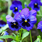 Swiss Giant Pansy Seeds