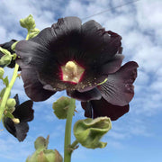 Blacknight Hollyhock Seeds