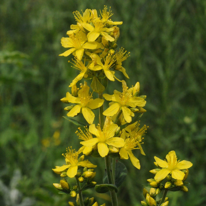 Hairy St. John's Wort Seeds