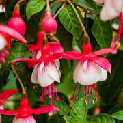 Red White Fuchsia Seeds