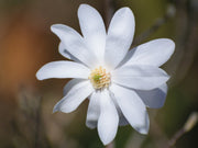 Star Magnolia Seeds