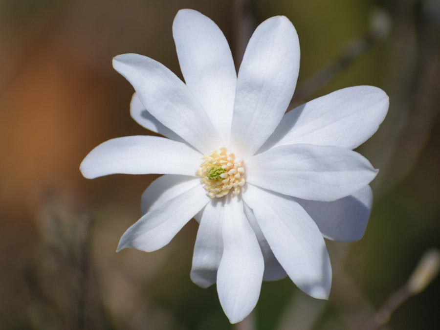 Star Magnolia Seeds