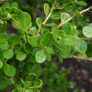 Japanese Boxwood Seeds