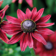 Cherry Brandy Rudbeckia Seeds
