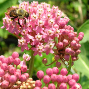 Incarnata Asclepias Seeds