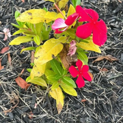 Red Madagascar Periwinkle Seeds