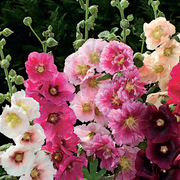 Mixed Hollyhock Seeds