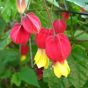 Trailing Lantern Abutilon Megapotamicum Seeds