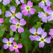 Fragrant Bloom Virginia Stock Seeds