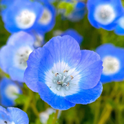 Baby Blue Eyes Nemophila Seeds