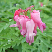 Fringed Bleeding Heart Seeds, Hardy Perennial