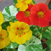 Mixed Color Nasturtium Seeds