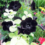Black Velvet Petunia Seeds