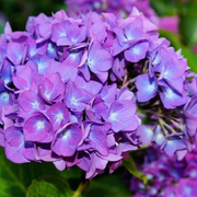 Dark Purple Hydrangea Seeds