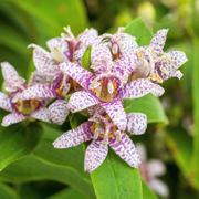 Japanese Toad Lily Seeds