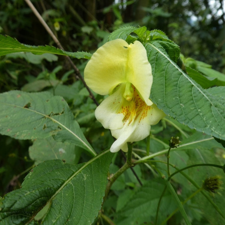 Impatiens Scabrida Seeds
