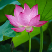 Bonsai Lotus Seeds