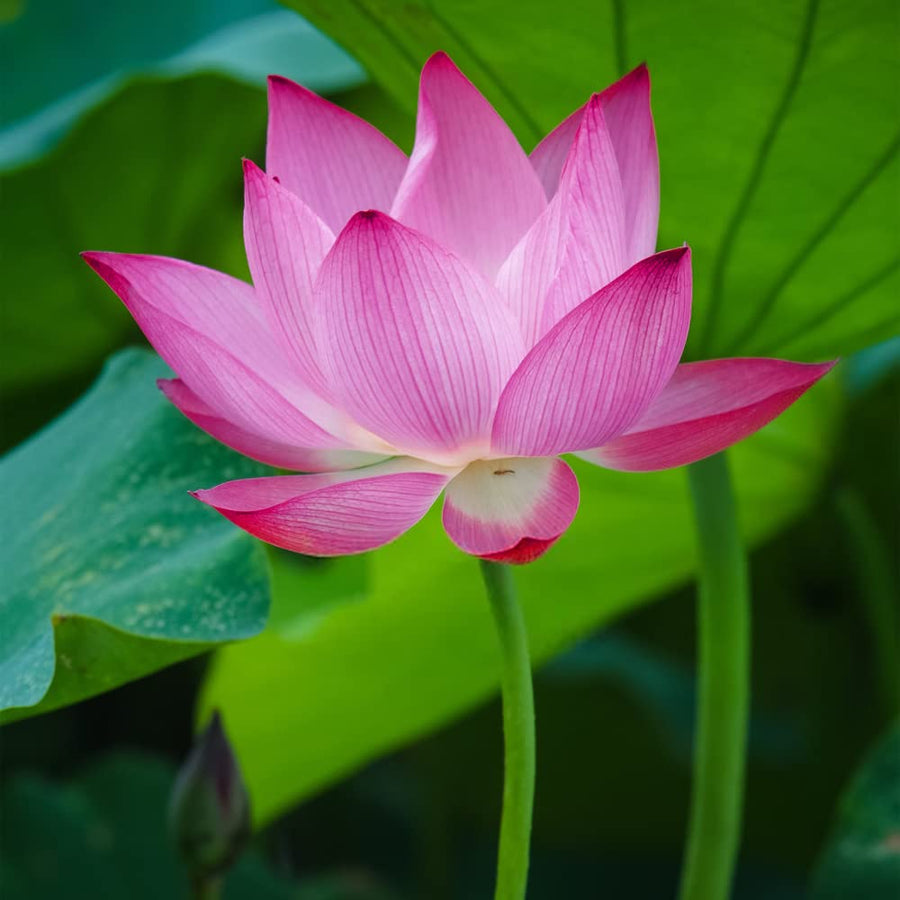 Bonsai Lotus Seeds