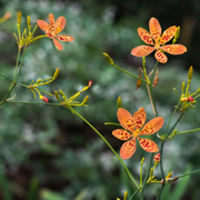 Unique Spotted Blooms Blackberry Lily Seeds