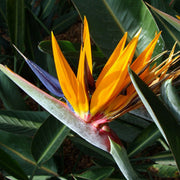 Orange Bird of Paradise Seeds