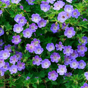 Hardy Cranesbill Geranium Seeds