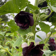 Black Prince Hollyhock Seeds
