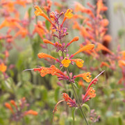 Aurantiaca Agastache Seeds