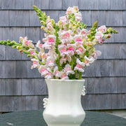 Appleblossom Snapdragon Seeds