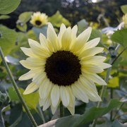 Moonwalker Sunflower Seeds