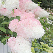 Strawberry Hydrangea Seeds