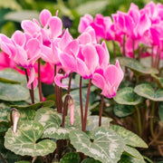 Persian Cyclamen Cyclamen Persicum Seeds