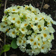 Polyanthus Primrose Primula Seeds