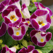 Fournieri Torenia Seeds