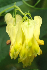 Yellow Seeds, Dicentra spectabilis