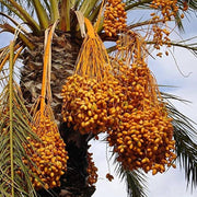 Fruit Bearing Phoenix Sylvestris Seeds