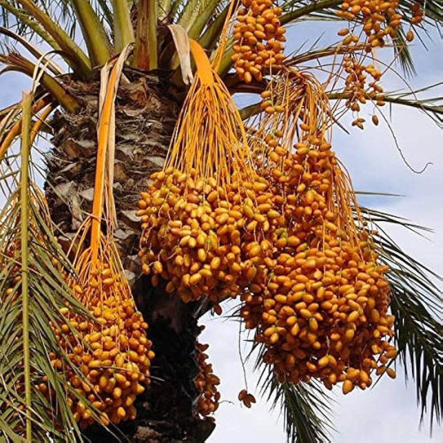 Fruit Bearing Phoenix Sylvestris Seeds