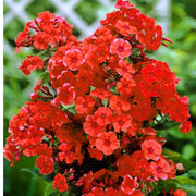 Perennial Mix Garden Phlox Seeds