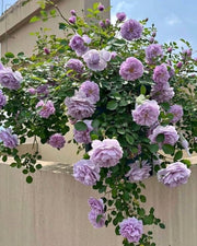 Purple Climbing Rose Seeds
