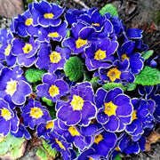 Blue Evening Primrose Seeds