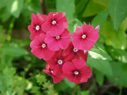 Drummond Phlox Seeds