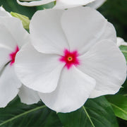 Bright Eyes Periwinkle Seeds