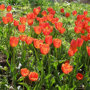 Tulip Seeds