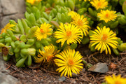 Groundcover Ice Seeds