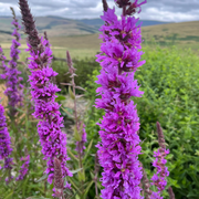 Purple Loosestrife Seeds