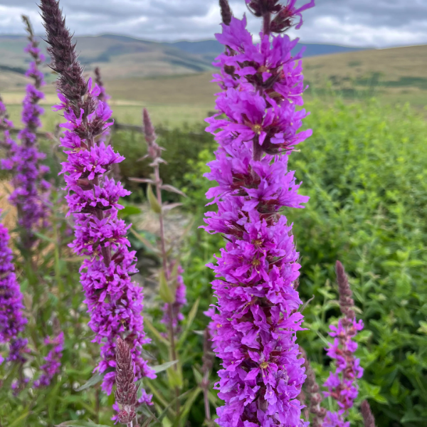 Purple Loosestrife Seeds