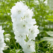 White King Larkspur Seeds